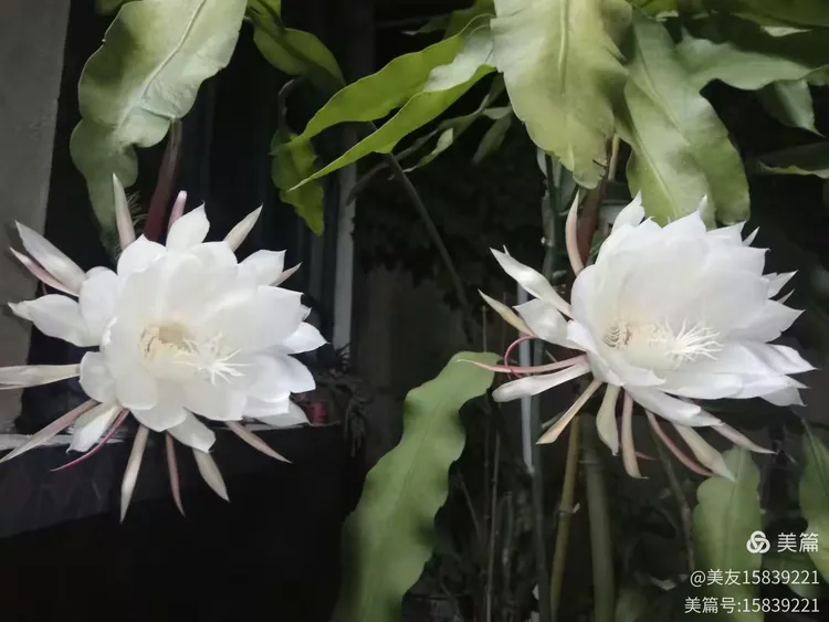 昙花语